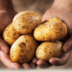 our potatoes
