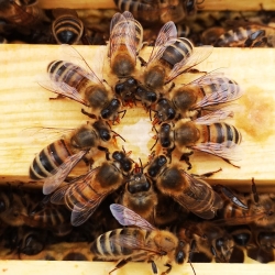 happy bees