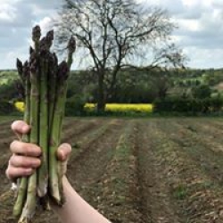 home grown asparagus
