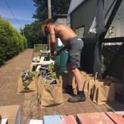 Sorting our weekly veg bags