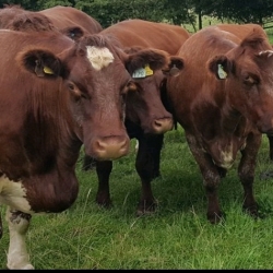 Our Shorthorn Cattle