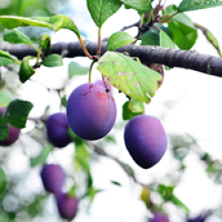 plum trees