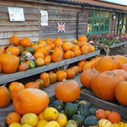 pumpkin season