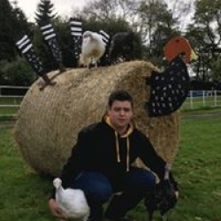 barn reared turkeys