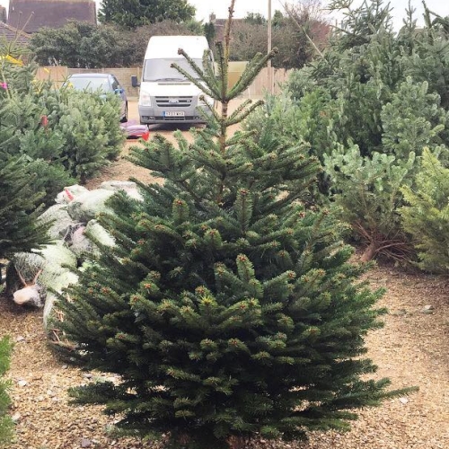 Chalcroft Nurseries & Garden Centre, Bognor Regis, PO21 5TS, meat