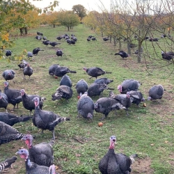 free range turkeys
