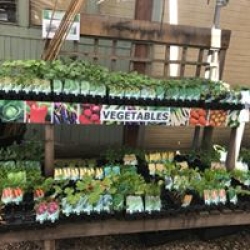 veg plants