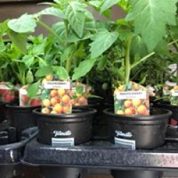 grow your own plants