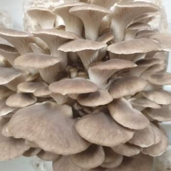 Summer Oyster Mushrooms fruiting