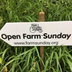 open farm sunday