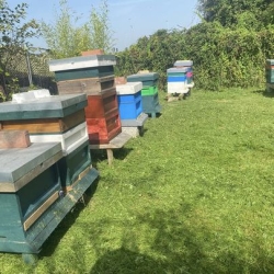 our hives