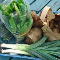 healthy & delicious veg box