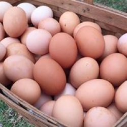 Free Range Eggs
