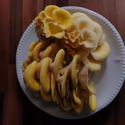 A plate of beautiful Gold Oyster mushrooms