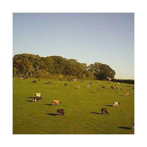 pasture reared