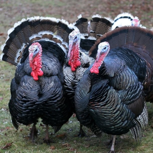 Treway Farm Turkeys, St Austell, PL26 7LS, Turkey, beef, lamb, pork ...