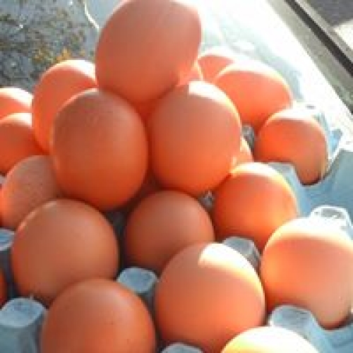 Eggs on Legs, Torquay, Paignton, Brixham,Kingskerswell, Aller, Buckland