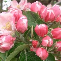 AppleBlossom