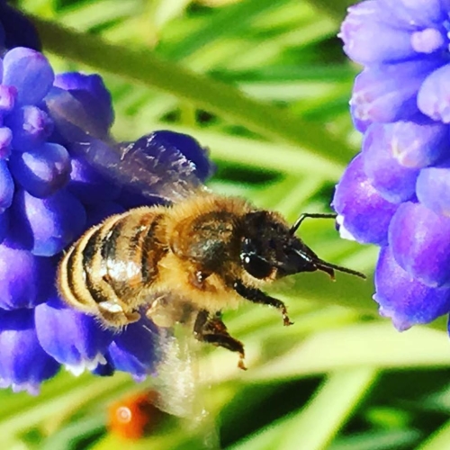 Berberis House Apiary, Spalding, PE12 0HE, Honey - Big Barn