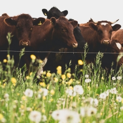 Our 100% grass-fed beef raised in lush meadows and moved daily to a fresh piece of pasture