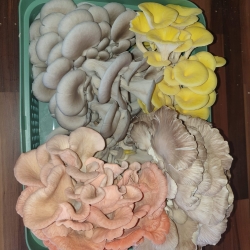 Mixed Mushroom Selection