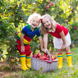 Orchard