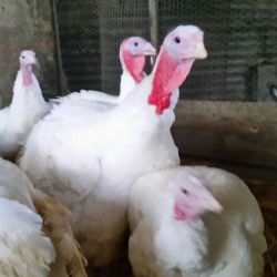 Stanborough Farm Poultry