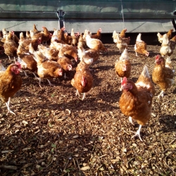 Eggs on Legs Torquay - Free Range Hen & Duck Eggs Delivered Free To Your Home