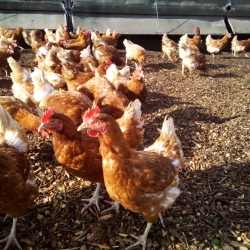 Eggs on Legs Torquay - Free Range Hen & Duck Eggs Delivered Free To Your Home
