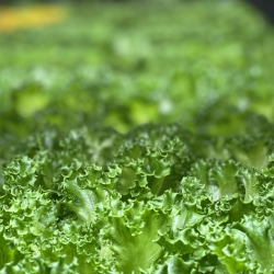 Lettuce On Vertical Farm