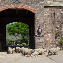 Ryeland sheep - coming into the farm yard