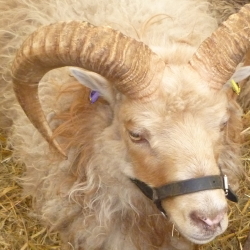 Rare Breed Wool