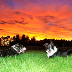 Some of our sheepdogs