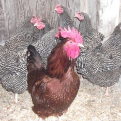 Barred Plymouth Rock hens