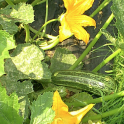 PYO courgettes