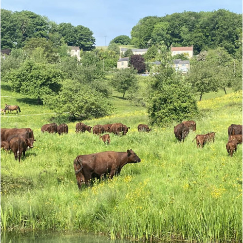 free range