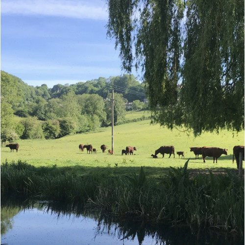 grass fed