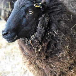 Cinderhill sheep