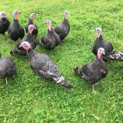our turkeys