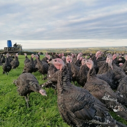 Turkeys ranging