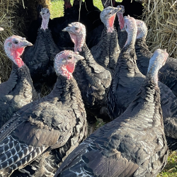 Free Range Turkeys