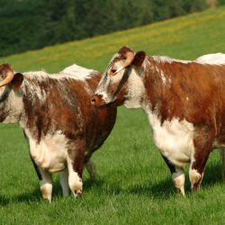 Longhorn cattle at Huntsham