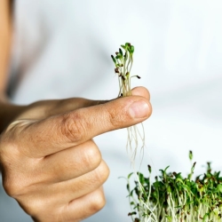 What are microgreens?