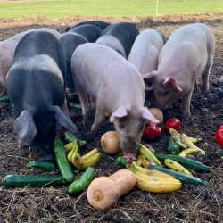 Pigs enjoy organic veg diet