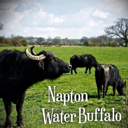 Napton Water Buffalo