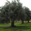Olives Et Al Ltd
