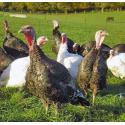 Ashford Farm Turkeys & Geese
