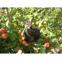 Orchard Farm Free Range Turkey & Geese