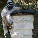 Blue Bell Hill Apiaries