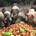 Sissinghurst Pigs